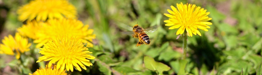 Dandelion Facts