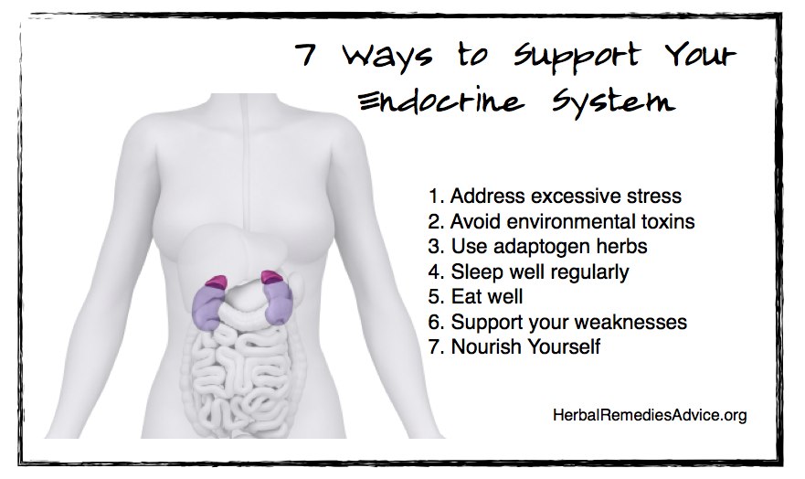 Endocrine System