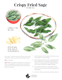 Crispy Fried Sage Recipe by Maia Toll