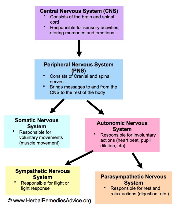 somatic nervous system diagram