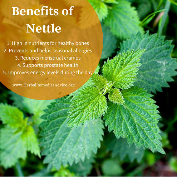 nettle-herb