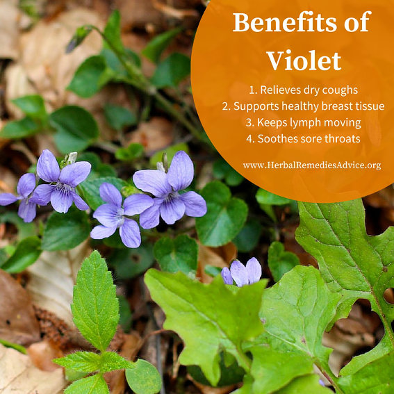 Violet Flower Benefits