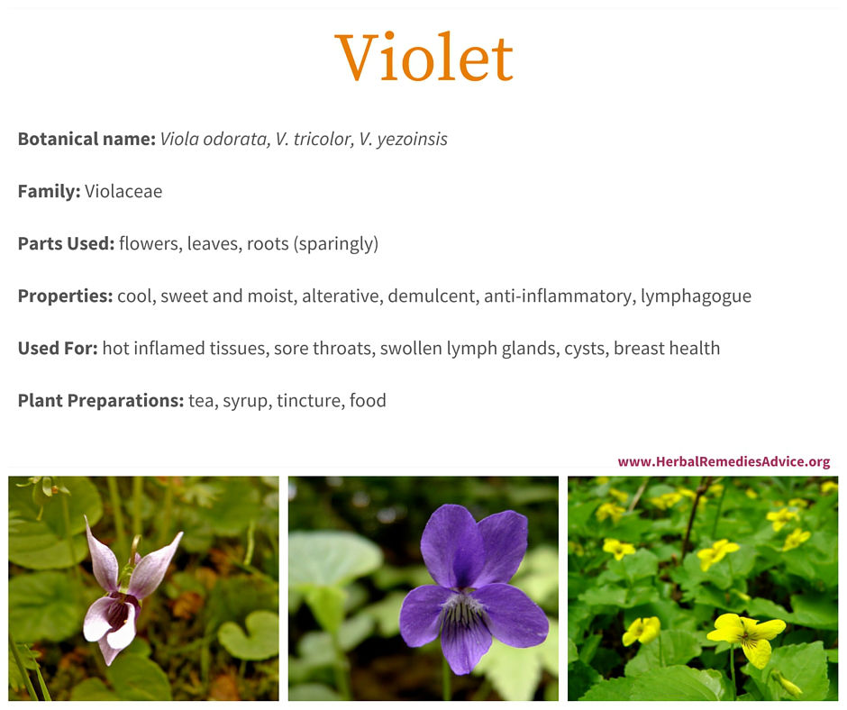 Violet Flower Benefits