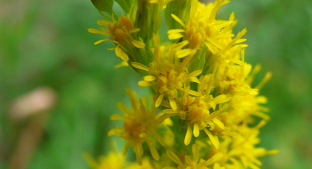 The Goldenrod Plant