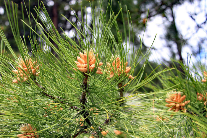 Harvesting Pine Pollen- How & Why - And Here We Are