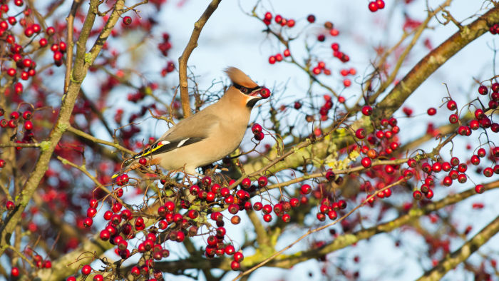 Waxwing bird in hawthorn tree