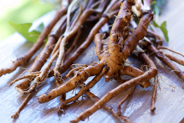 Harvesting Herbs