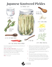 japanese knotweed pickles