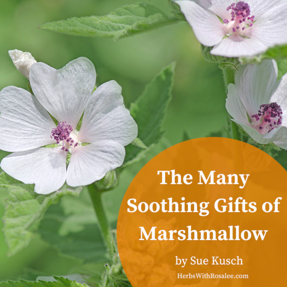 marshmallow herb