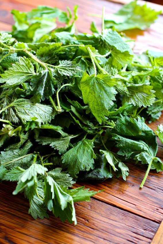 harvesting herbs